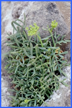Crithmum maritimum